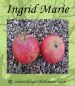 Preview: Apfelbaum, Herbstapfel 'Ingrid Marie' (Malus 'Ingrid Marie') - alte Apfelsorte!