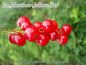Rote Johannisbeere 