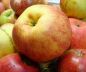 Preview: Apfelbaum, Herbstapfel 'Juwel aus Kirchwerder' (Malus 'Juwel aus Kirchwerder' / 'Martensapfel') - alte Apfelsorte!