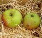 Preview: Apfelbaum, Herbstapfel 'Kalco' / 'Carola'  (Malus 'Kalco' / 'Carola') - alte Apfelsorte!