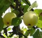 Preview: Apfelbaum, Sommerapfel "Weißer Klarapfel" (Augustapfel)