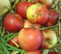 Preview: Apfelbaum, Herbstapfel 'Kleiner Herrenapfel' (Malus 'Kleiner Herrenapfel') - alte Apfelsorte!