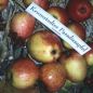 Preview: Apfelbaum, Herbstapfel 'Krumstedter Paradiesapfel' (Malus 'Krumstedter Paradiesapfel) - alte Apfelsorte!