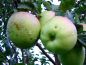 Preview: Apfelbaum, Herbstapfel 'Manks Küchenapfel' (Malus 'Manks Küchenapfel') - alte Apfelsorte!