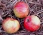 Preview: Apfelbaum, Herbstapfel 'Maunzenapfel' (Malus 'Maunzenapfel') - alte Apfelsorte!