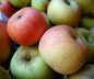 Preview: Apfelbaum, Herbstapfel 'Rosa Claussen' (Malus 'Rosa Claussen') - alte Apfelsorte!