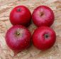 Preview: Apfelbaum, Herbstapfel 'Rote Sternrenette' (Malus 'Rote Sternrenette') - alte Apfelsorte!