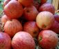 Preview: Apfelbaum, Herbstapfel 'Schulgartenapfel' (Malus 'Schulgartenapfel') - alte Apfelsorte!