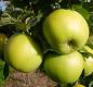 Preview: Apfelbaum, Herbstapfel 'Seestermüher Zitronenapfel' (Malus 'Seestermüher Zitronenapfel'') - alte Apfelsorte!