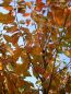 Wildkirsche 