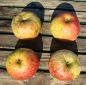 Preview: Apfelbaum, Sommerapfel "Wohlschmecker aus Vierlanden"