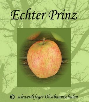 Apfelbaum, Sommerapfel "Echter Prinz"