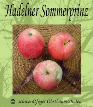Apfelbaum, Sommerapfel "Hadelner Sommerprinz"
