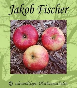 Apfelbaum, Sommerapfel "Jakob Fischer"