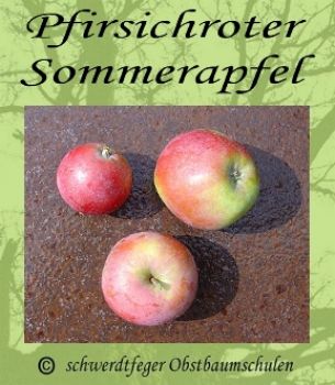 Apfelbaum, Sommerapfel "Pfirsichroter Sommerapfel"
