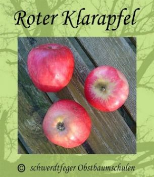 Apfelbaum, Sommerapfel "Roter Klarapfel"