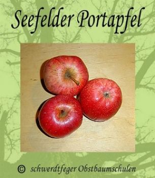 Apfelbaum, Sommerapfel "Seefelder Portapfel"