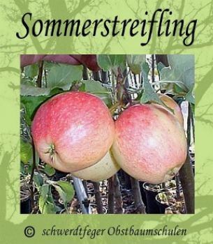 Apfelbaum, Sommerapfel "Sommerstreifling"