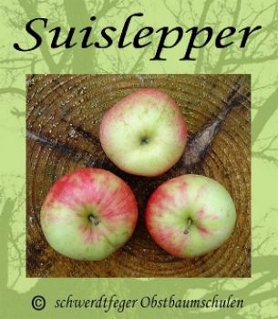 Apfelbaum, Sommerapfel "Suislepper"