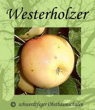Apfelbaum, Sommerapfel "Westerholzer"