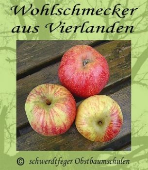 Apfelbaum, Sommerapfel "Wohlschmecker aus Vierlanden"