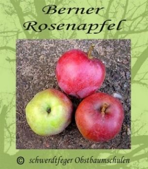 Apfelbaum, Herbstapfel 'Berner Rosenapfel' (Malus 'Berner Rosenapfel') - alte Apfelsorte!