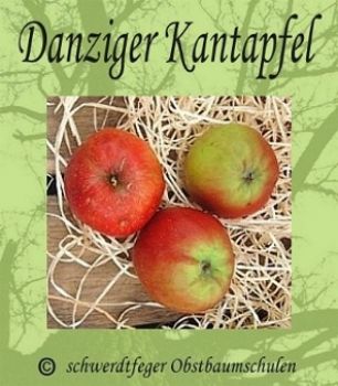 Artikelname Apfelbaum, Herbstapfel 'Danziger Kantapfel' (Malus 'Danziger Kantapfel') - alte Apfelsorte!