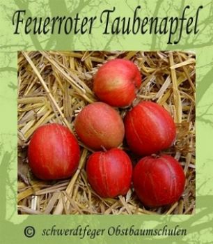Apfelbaum, Herbstapfel 'Feuerroter Taubenapfel' (Malus 'Feuerroter Taubenapfel') - alte Apfelsorte!