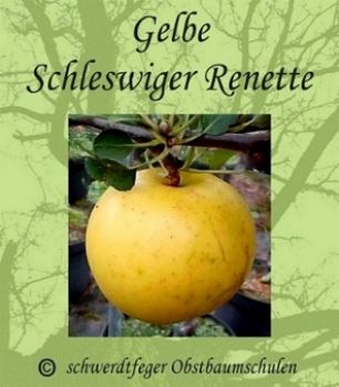 Zwergapfelbaum, Herbstapfel ´Gelbe Schleswiger Renette´ (Malus ´Gelbe Schleswiger Renette´) - Zwergobst!