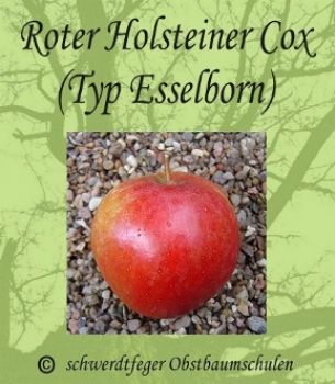 Apfelbaum, Herbstapfel 'Roter Holsteiner Cox' (Malus 'Roter Holsteiner Cox') - alte Apfelsorte!