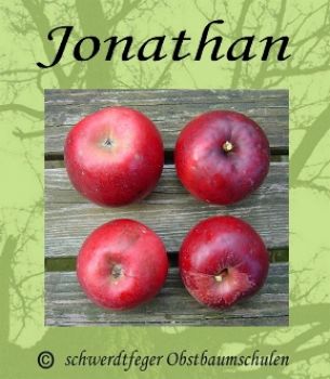 Apfelbaum, Herbstapfel 'Jonathan' (Malus 'Jonathan') - alte Apfelsorte!