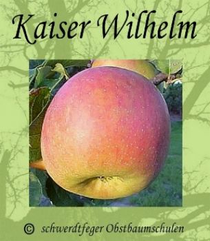 Apfelbaum, Herbstapfel 'Kaiser Wilhelm' (Malus 'Kaiser Wilhelm') - alte Apfelsorte!