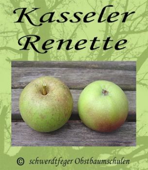 Apfelbaum, Winterapfel "Kasseler Renette"