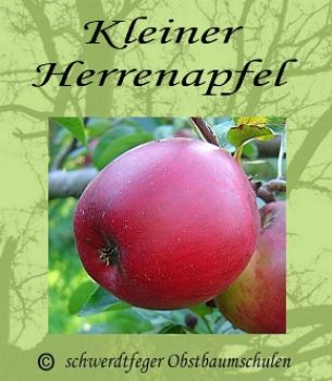 Apfelbaum, Herbstapfel 'Kleiner Herrenapfel' (Malus 'Kleiner Herrenapfel') - alte Apfelsorte!