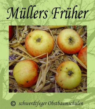 Apfelbaum, Herbstapfel 'Müllers Früher' (Malus 'Müllers Früher') - alte Apfelsorte!