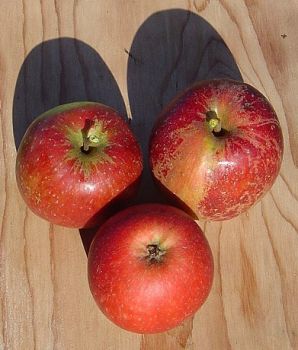 Apfelbaum, Herbstapfel 'Purpurroter Cousinot' (Malus 'Purpurroter Cousinot') - alte Apfelsorte!