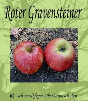 Apfelbaum, Herbstapfel 'Roter Gravensteiner' (Malus 'Roter Gravensteiner') - alte Apfelsorte!