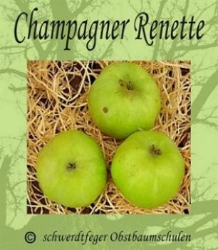 Apfelbaum, Winterapfel "Champagner Renette"