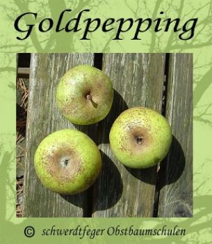 Apfelbaum, Winterapfel " Dithmarscher Goldpepping"