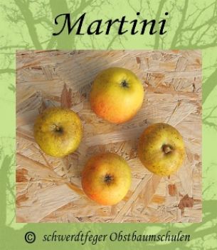 Apfelbaum, Winterapfel "Martini"