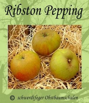 Apfelbaum, Winterapfel "Ribston Pepping"