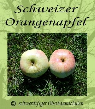 Apfelbaum, Winterapfel "Schweizer Orangenapfel"