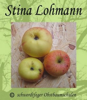 Apfelbaum, Winterapfel "Stina Lohmann"