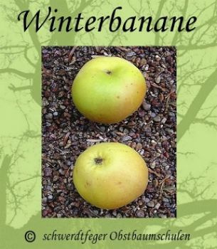 Apfelbaum, Winterapfel "Winterbanane"