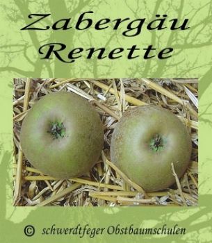 Apfelbaum, Winterapfel "Zabergäurenette"