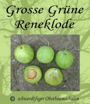 Zwerg-Reneklodenbaum "Große Grüne Reneklode"