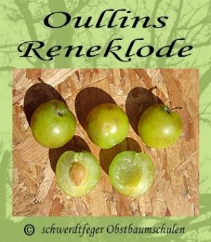 Reneklodenbaum "Oullins Reineclaude"