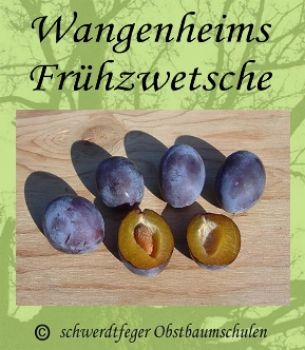 Zwerg-Zwetschgenenbaum "Wangenheimer Frühzwetschge" (Zwetsche / Zwetschge)