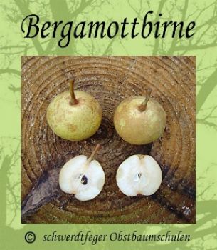 Birnenbaum, Sommerbirne "Bergamottbirne"