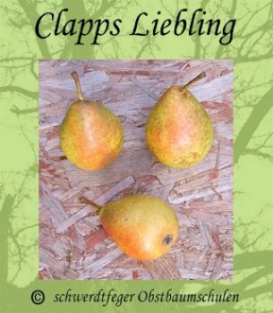 Birnenbaum, Sommerbirne "Clapps Liebling"